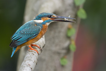 a common kingfisher carrying a fish with its beak