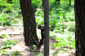 Korean Squirrel in forest asia