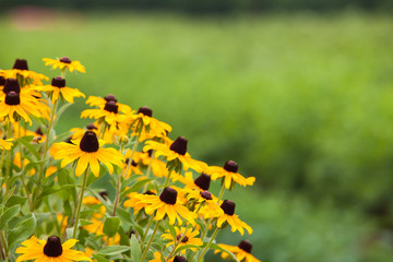 yellow black eyed susan daisy flower 