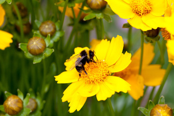 Carpenter bee on yellow flower 