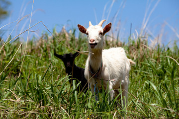 Obraz premium The goat on the farm in asia