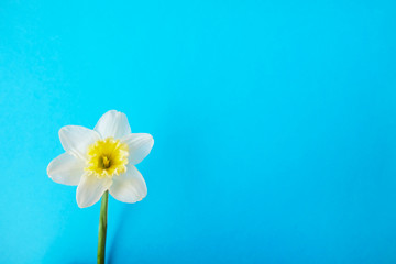 Tender minimalistic spring flowers composition on texture surface. Beautiful feminine plant decoration for holiday greeting card. Summertime, summer, spring, march april, june july. Happy mother's day