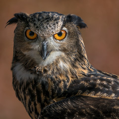 Eurasian Eagle Owl IV