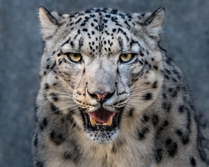 Snow Leopard XXVII