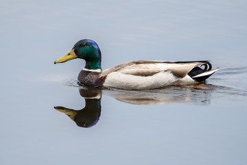 Mallard VI