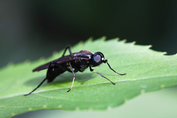 Drosophila Diptera 