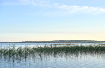 View of the lake overgrown sedge.