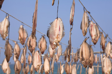 Lots of dry sole fish in east sea korea