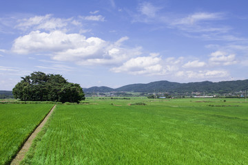 Green rice field in Gyeongju, south korea