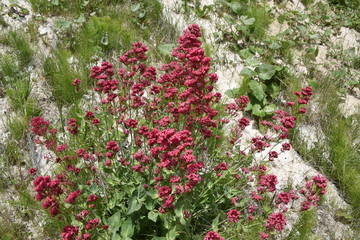 Rote Spornblume an der Steilk&uuml;ste auf R&uuml;gen