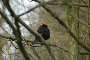 Amsel sitzt in einem Baum
