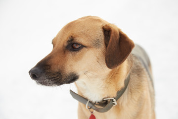 mixed race dog portrait on white snow background