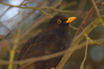 Amsel sitzt in einem Baum