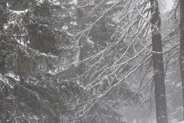 winter mountain trees landscape with snow