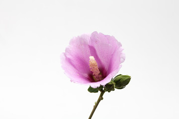 An orchid-pink Rose of sharon flower in white background 