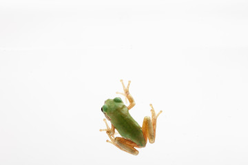 Close-up Green frog on white background 
