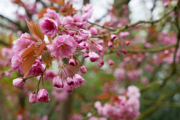 Cherry tree blossom