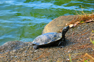 Obraz premium Turtle next to pond