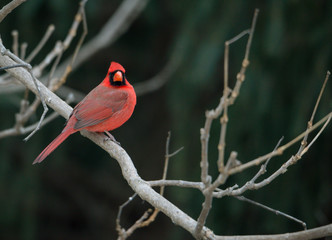 Red cardinals sitting on a branch, winter season. soft defocused background