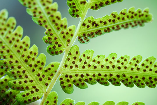 Green fern leaf with dot of spore plant in tropical forest.