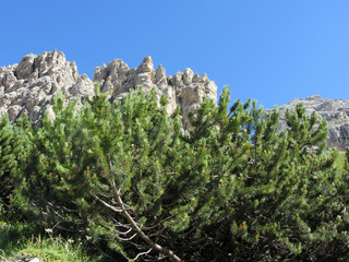 Fototapeta na wymiar Mountain pine ( pinus mugo ) against italian Dolomites mountains in summer . ValGardena, South tyrol, Bolzano, Italy