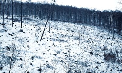 wykarczowany las zimą © Henryk Niestrój
