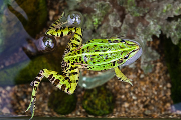 Black-spotted pond frog Rana nigromaculata in korea