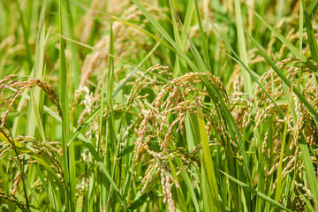 Soft green paddy rice field for back