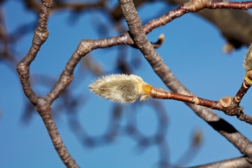 Magnolia flower bud in black background 