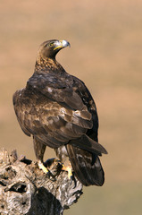 Adut male of Aquila chrysaetos, Golden eagle