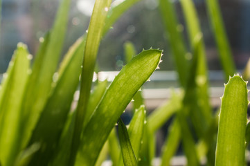 Detail leaves of Aloe Vera plant