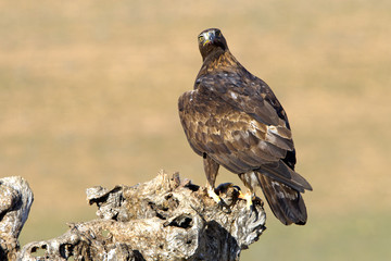 Adut male of Aquila chrysaetos, Golden eagle