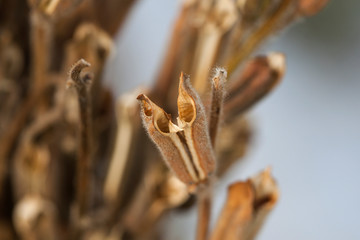 Dry to make sesame seed in korea