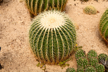 Cactus Mexicon