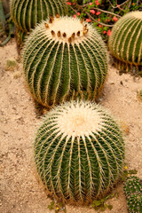 Cactus Mexicon