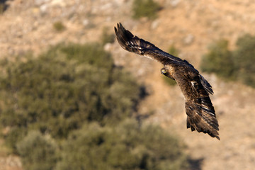 Adult female of Aquila chrysaetos, Golden eagle