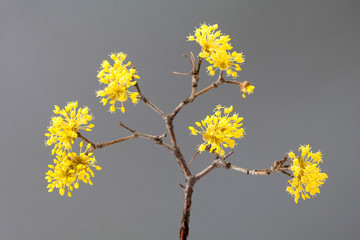 Cornus fruit flower 