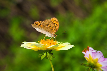 Korean fritillary eating honey on the flower 