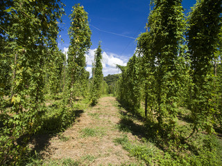 Fototapeta na wymiar View to green hop field with tied plants prepared for harvesting.