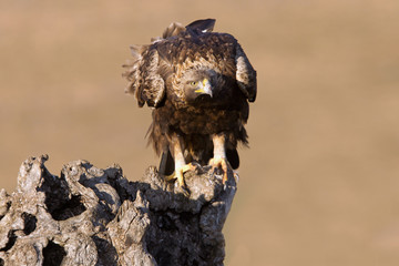 Adult female of Aquila chrysaetos, Golden eagle