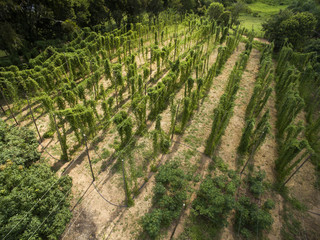 View to green hop field with tied plants prepared for harvesting.