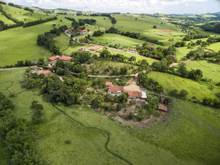 View to green hop field with tied plants prepared for harvesting.