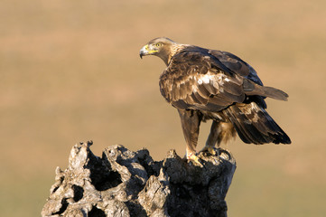 Adut male of Aquila chrysaetos, Golden eagle