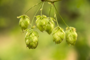 Green fresh hop cones for making beer and bread closeup, agricultural background.