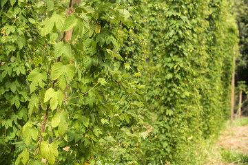 View to green hop field with tied plants prepared for harvesting.