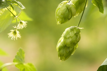 Green fresh hop cones for making beer and bread closeup, agricultural background.