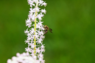WASP flying at summer sweet flower