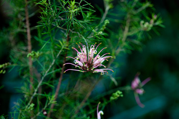 Spider flower or pink queen. Cleome spinosa jacq, Country of origin Australia.