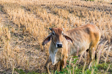 Cow eating rice straw in the rice field