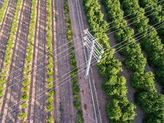 Aerial view of electrical tower and orange trees